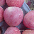 Top Quality of Chinese Fresh Red Qinguan Apple